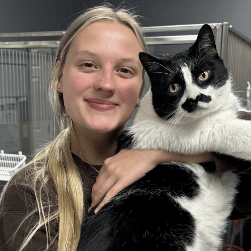 vet staff holding a cat